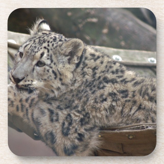 Snow Leopard Coaster (Front)