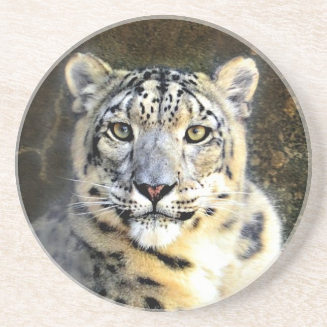Snow Leopard Coaster (Front)