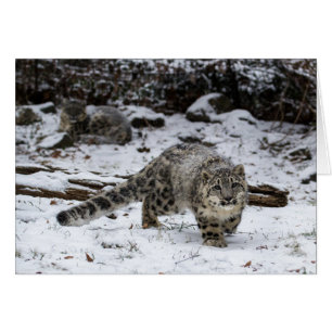 Snow Leopard Cub