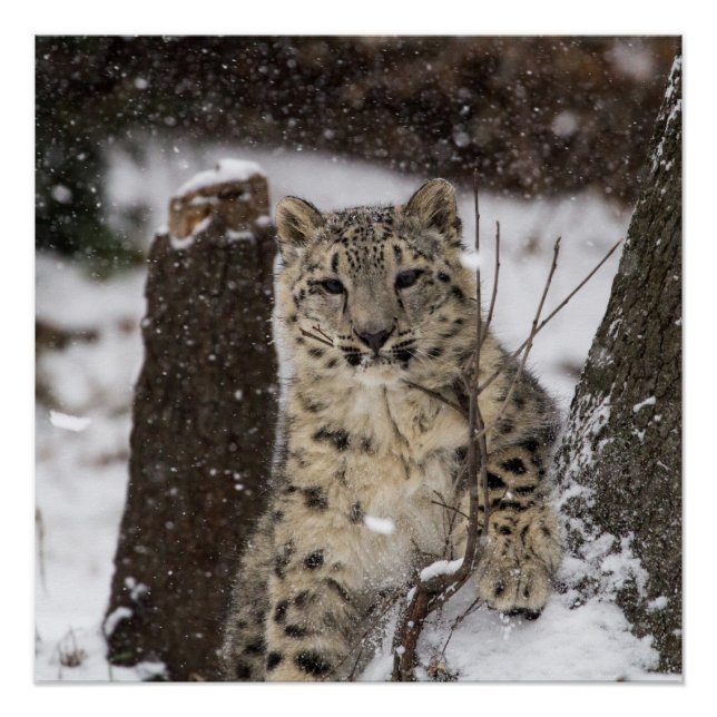 Snow Leopard Cub Poster (Front)