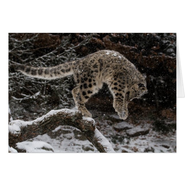 Snow Leopard Cub Pounce (Front Horizontal)