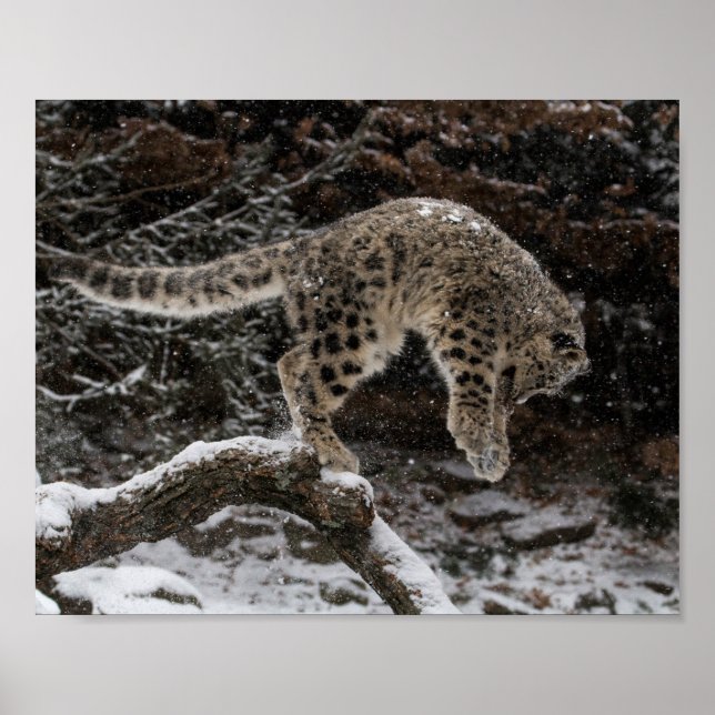 Snow Leopard Cub Pounce Poster (Front)