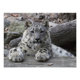 Snow Leopard Cub Sitting Photo Print