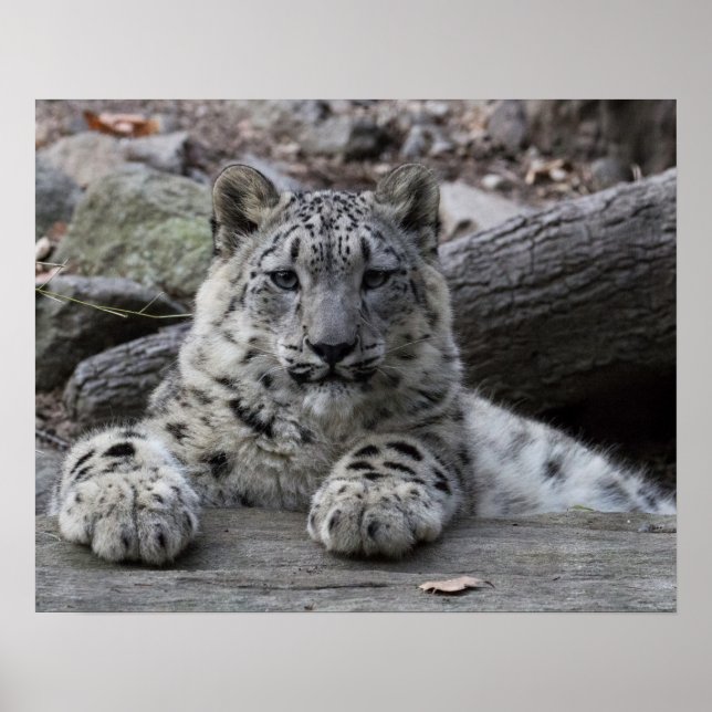 Snow Leopard Cub Sitting Poster (Front)