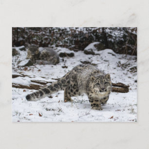 Snow Leopard Cub Stalking Birds Postcard