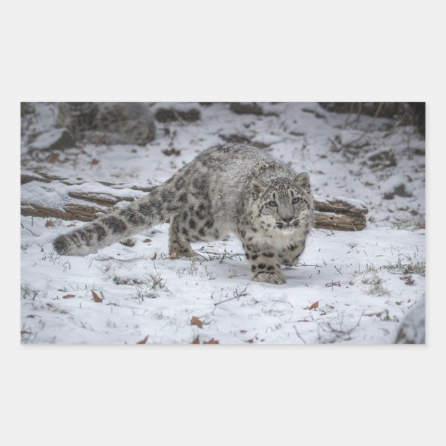 Snow Leopard Cub Stalking Rectangular Sticker (Front)