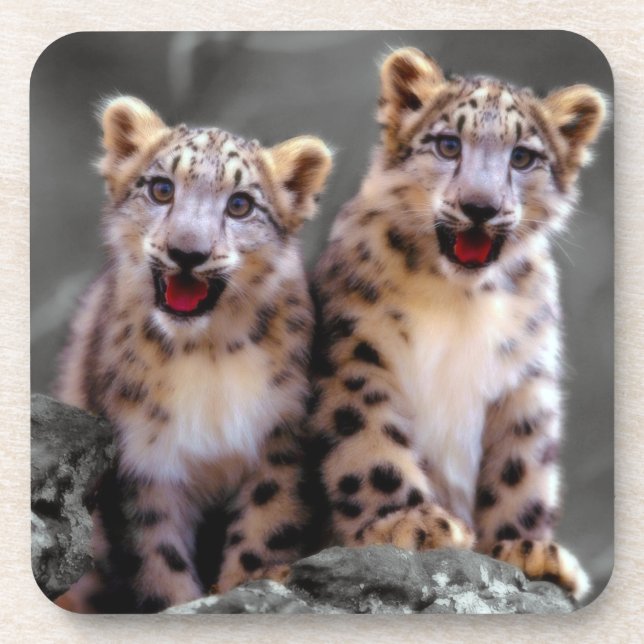 Snow Leopard Cubs Coaster (Front)
