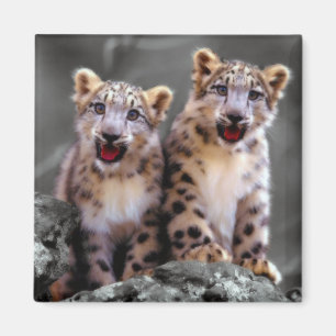 Snow Leopard Cubs Magnet