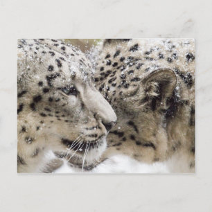 Snow Leopard Cuddle Postcard