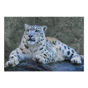 Snow Leopard Dreams Print