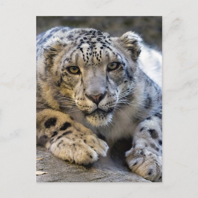 Snow Leopard Face Photo Postcard (Front)