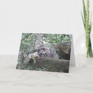 Snow Leopard Greeting Card