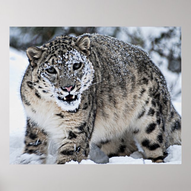 Snow Leopard Growling Poster (Front)