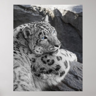 Snow Leopard Icy Stare Poster