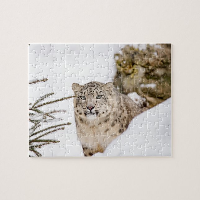 Snow Leopard in the Snow Jigsaw Puzzle (Horizontal)