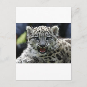 Snow Leopard Kitten Postcard