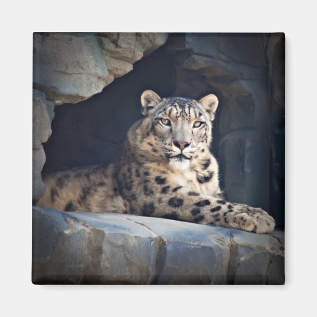 Snow Leopard Magnet (Front)