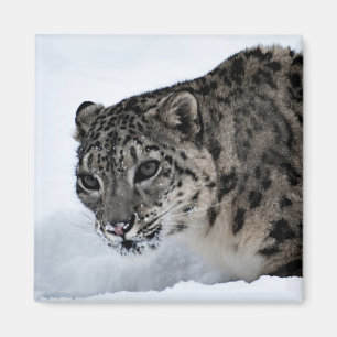 Snow Leopard Magnet
