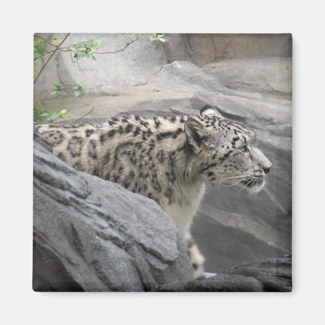 Snow Leopard Magnet (Front)