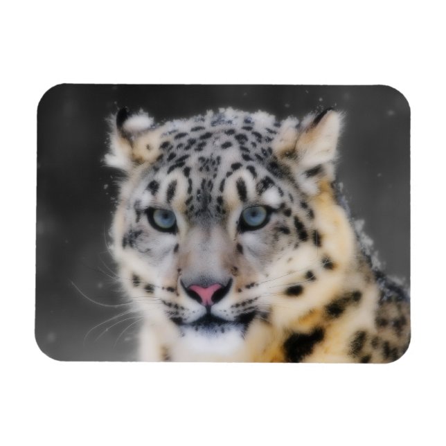 Snow Leopard Magnet (Horizontal)
