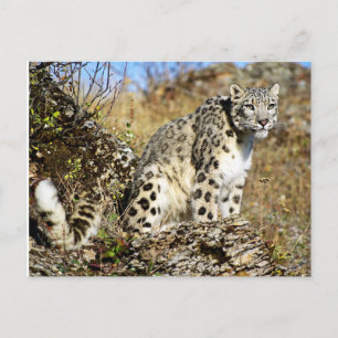 Snow Leopard on the Lookout Postcard