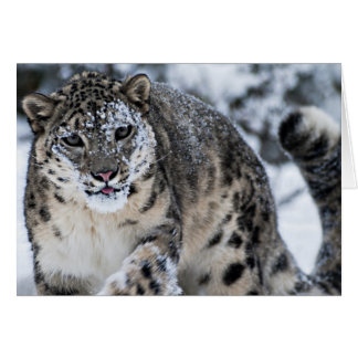 Snow Leopard on the Prowl