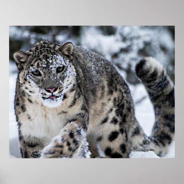 Snow Leopard on the Prowl Poster (Front)