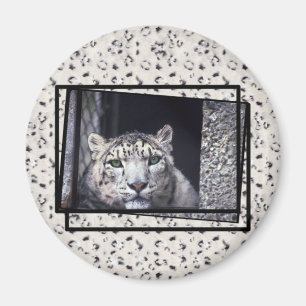 Snow Leopard Photo Magnet