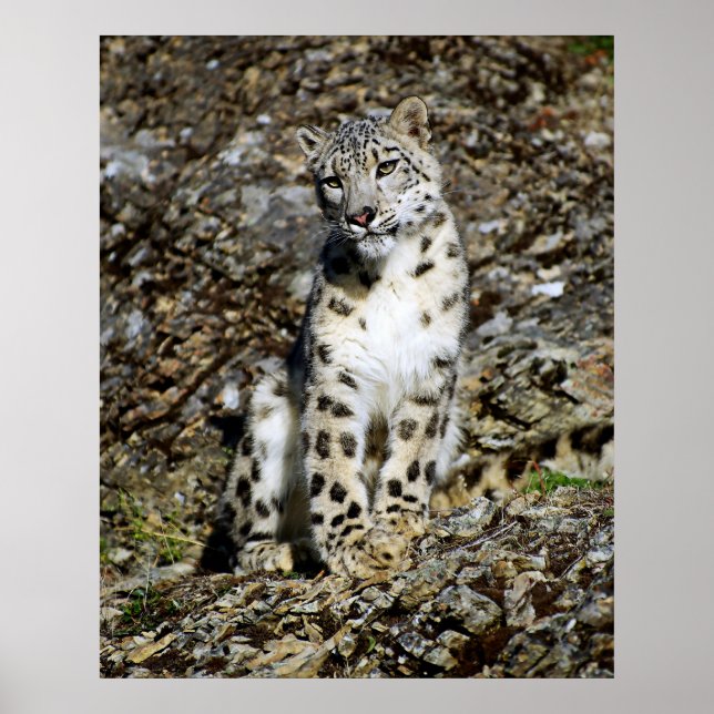 Snow Leopard Posing Poster (Front)