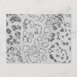 Snow Leopard Postcard