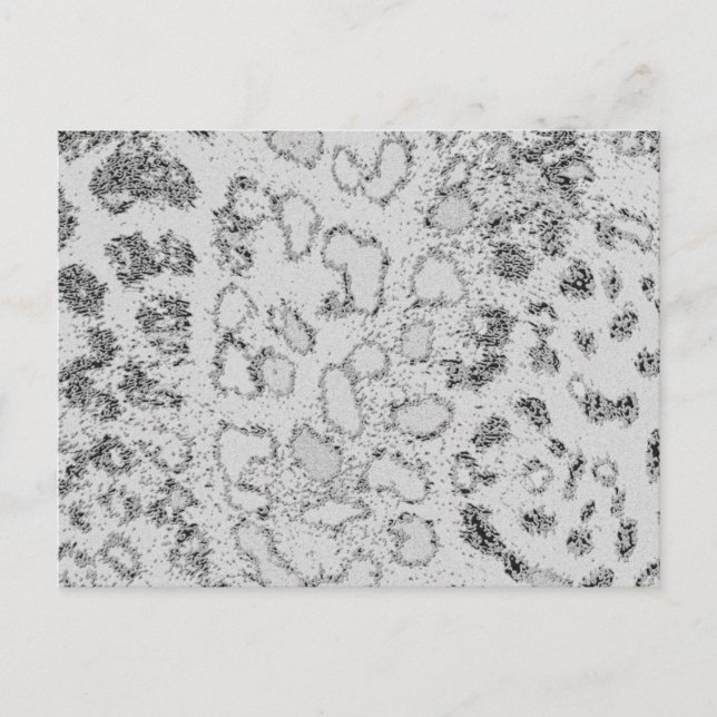 Snow Leopard Postcard (Front)
