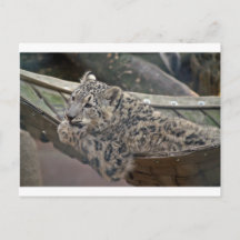 Snow Leopard