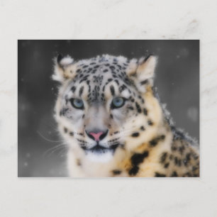 Snow Leopard Postcard