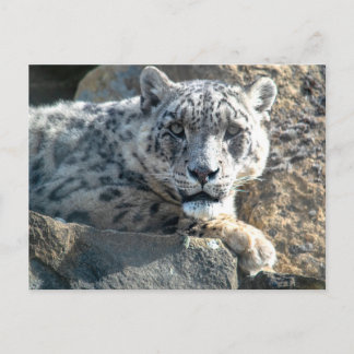 Snow leopard postcard