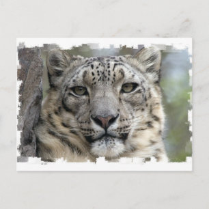 Snow Leopard Postcard