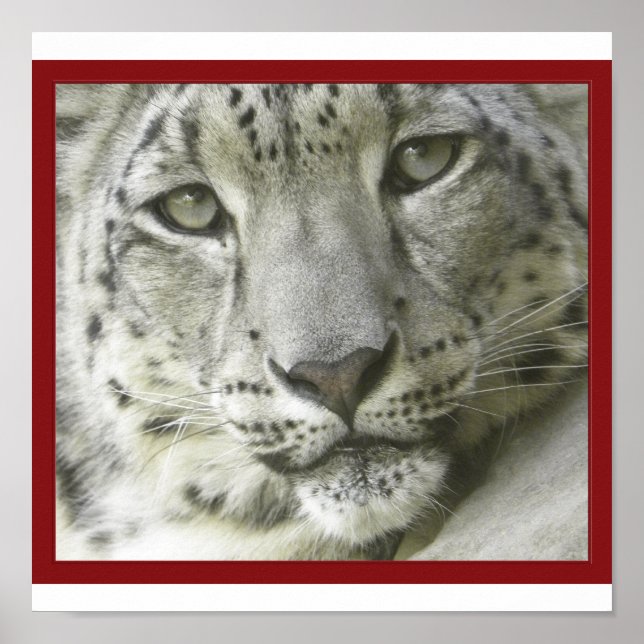 Snow Leopard Poster (Front)