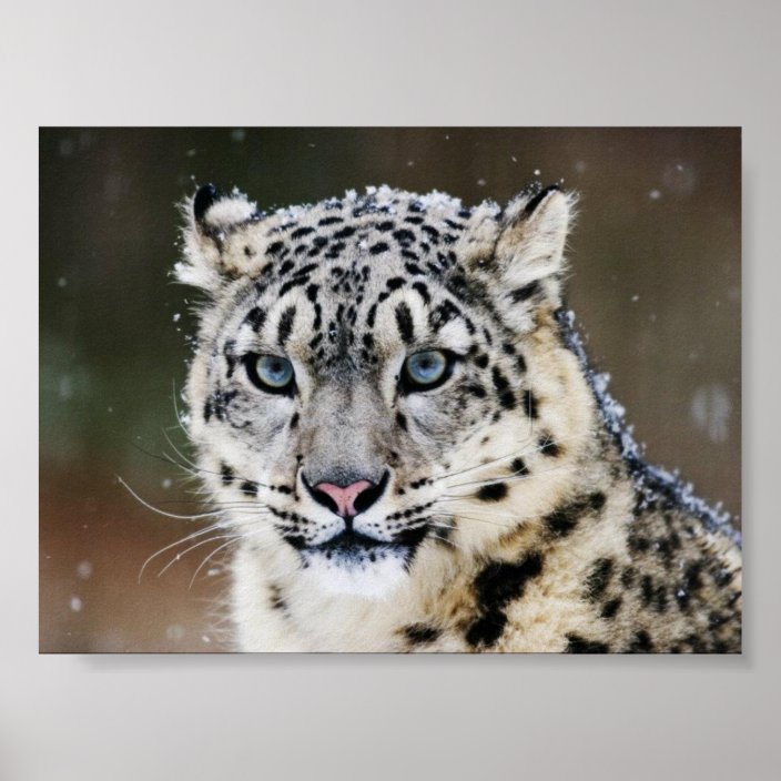 Snow Leopard Poster | Zazzle.co.uk