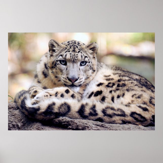 Snow leopard poster (Front)