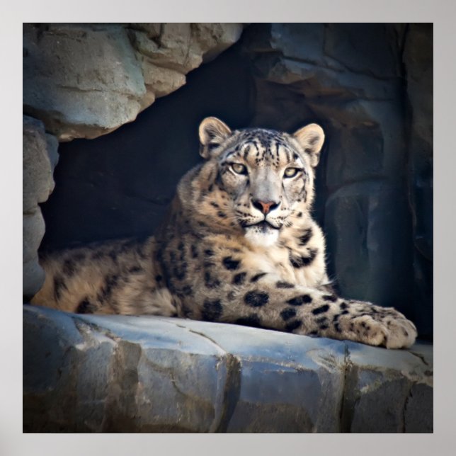 Snow Leopard Poster (Front)