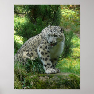 Snow Leopard Poster