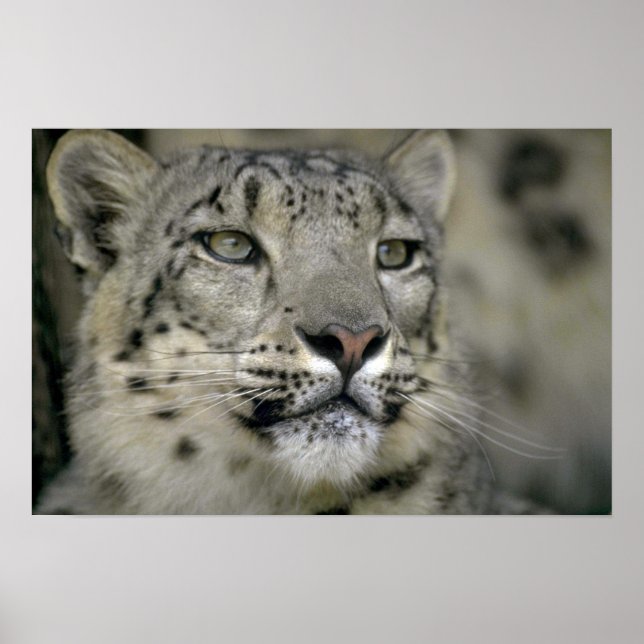 Snow Leopard Poster (Front)