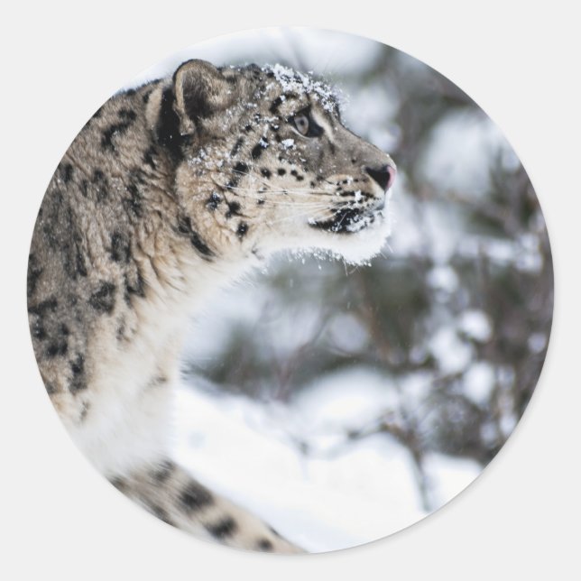 Snow Leopard Profile Classic Round Sticker (Front)