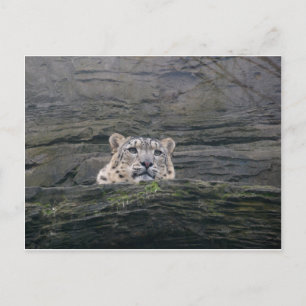 Snow Leopard Resting Postcard