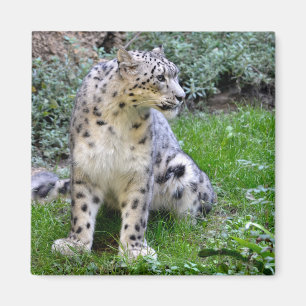 Snow leopard sitting on the grass   magnet