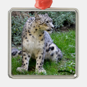 Snow leopard sitting on the grass  metal tree decoration