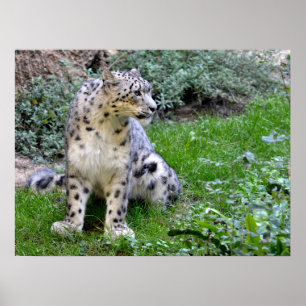 Snow leopard sitting on the grass poster