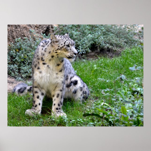 Snow leopard sitting on the grass poster (Front)