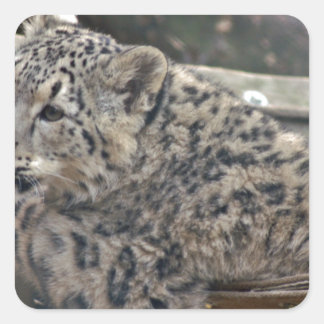 Snow Leopard Square Sticker