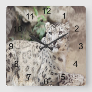 Snow Leopard Square Wall Clock