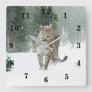 Snow Leopard Square Wall Clock
